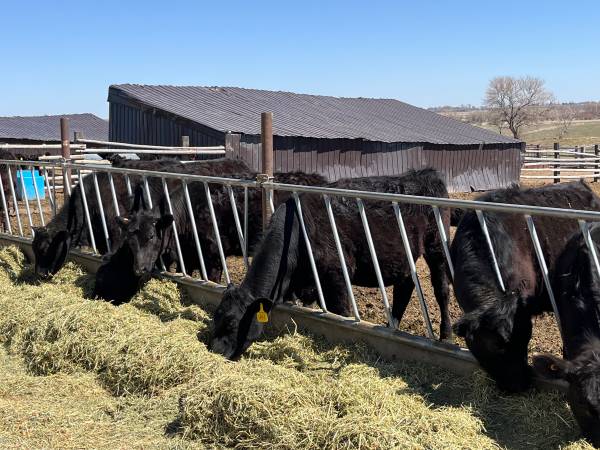 Black Angus Steers & Heifers