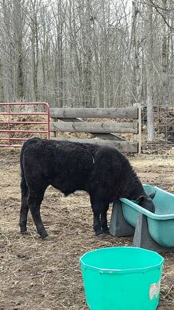 Black Angus Steer