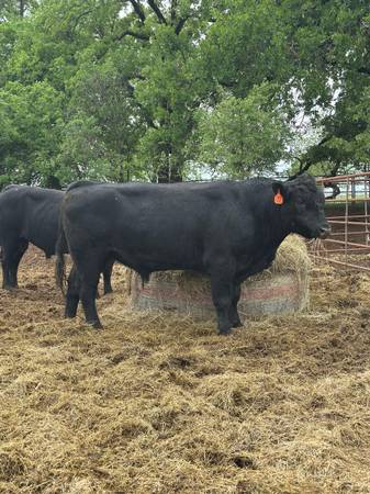 Bulls For Lease