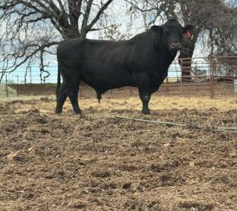 Bulls For Lease