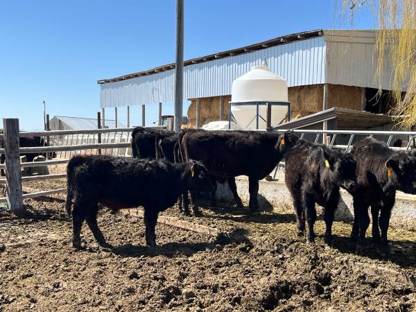 Black Angus Steers & Heifers