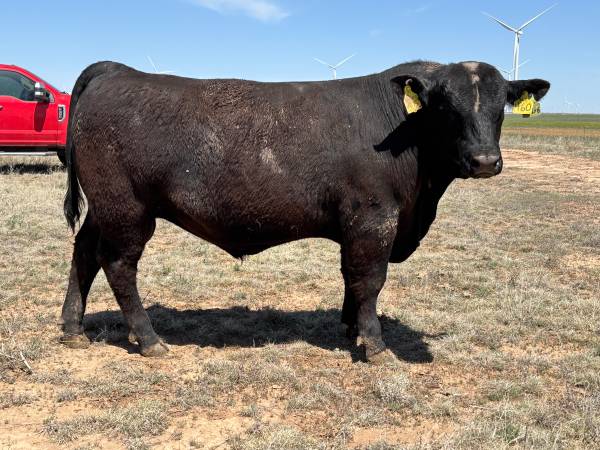 Registered Angus Bulls