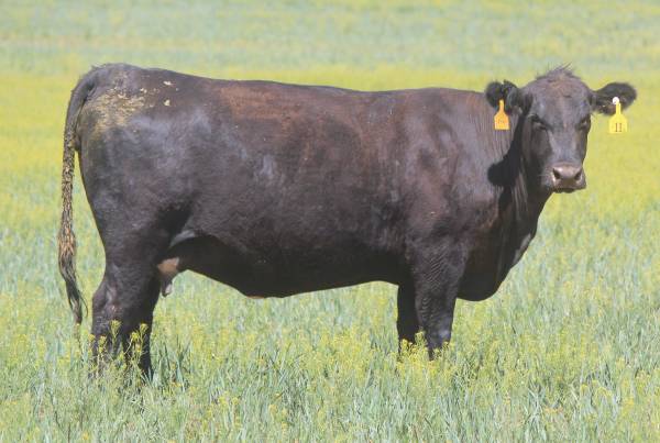 3-4-5 Yr. Old Bred Angus Cows