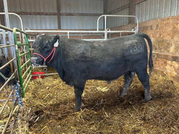 Registered Angus Bulls