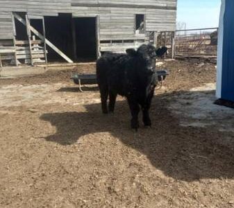 Black Angus Steer