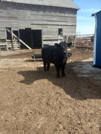 Black Angus Steer