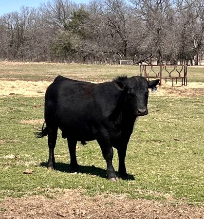 Registered Black Angus Bulls