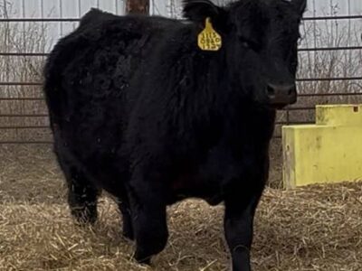 Grass-Fed Registered Angus Bulls