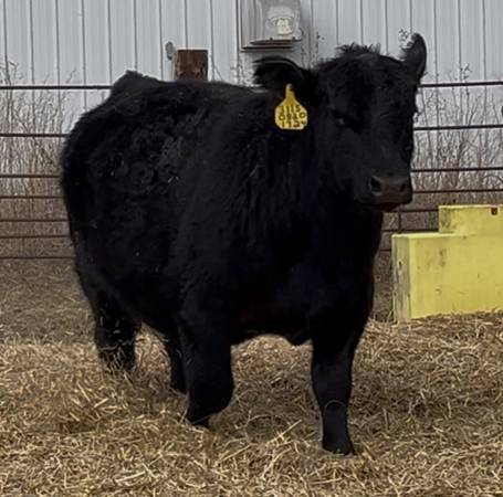 Grass-Fed Registered Angus Bulls