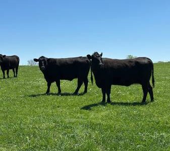Black Angus Cows - 32 Head