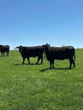 Black Angus Cows - 32 Head