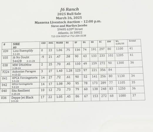 Registered Angus Bulls