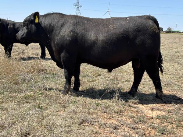 Registered Angus Bulls