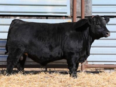 Purebred Black Angus Bulls