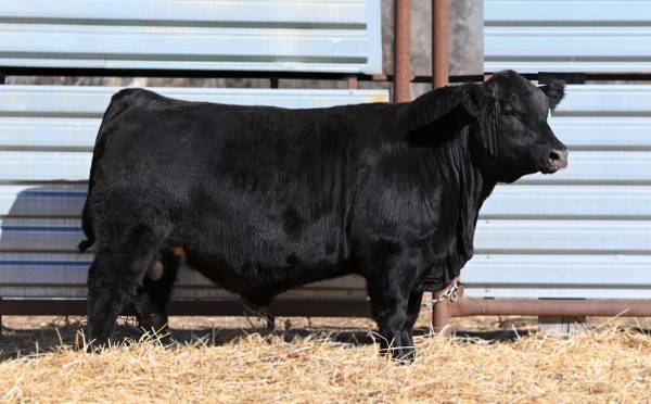 Purebred Black Angus Bulls
