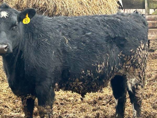 Black Angus Heifers & Steers