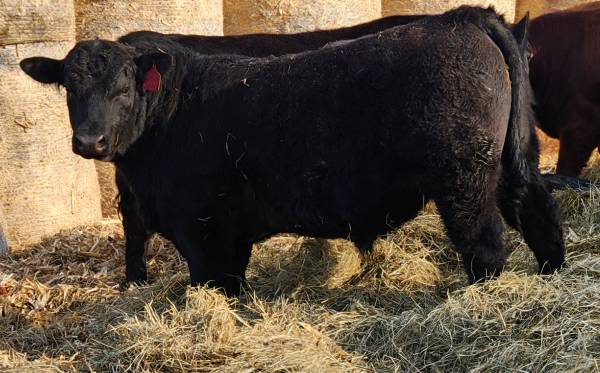 Registered Angus Bull