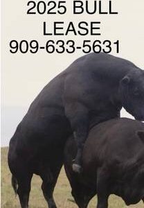 Bulls For Lease