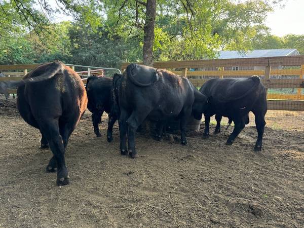 Seedstock Registered Angus Bulls and Cows