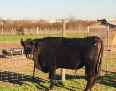 Bull For Sale