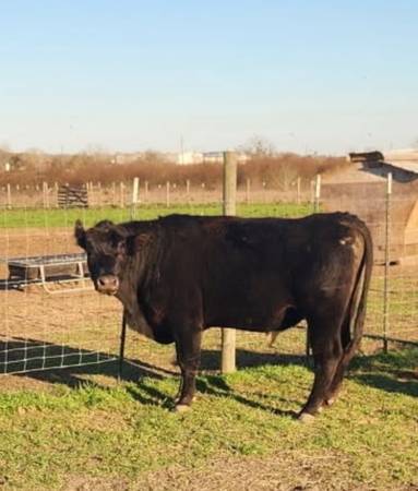 Bull For Sale