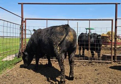 Registered Black Angus Bulls