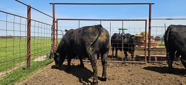 Registered Black Angus Bulls