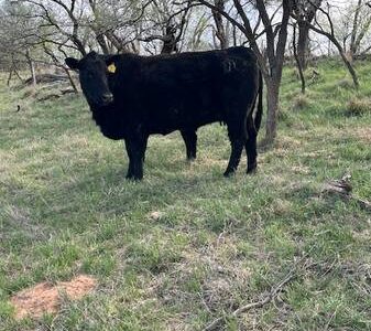 Angus Cattle, Heifer, Bull, Cows, Pair