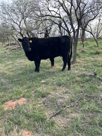 Angus Cattle, Heifer, Bull, Cows, Pair