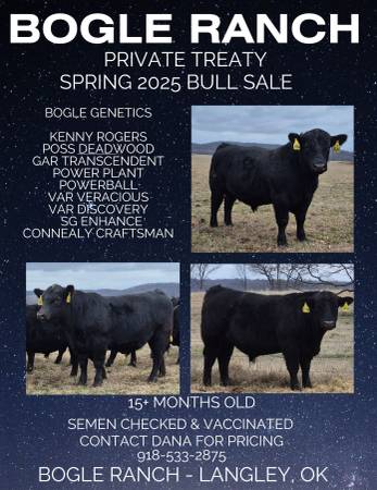 Black Angus Bulls