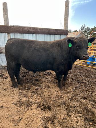 Registered Angus Bulls - Sale Or Lease