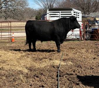 Bulls For Lease