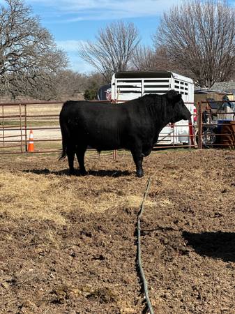 Bulls For Lease