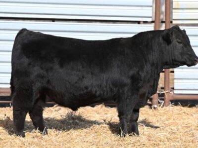 Purebred Black Angus Bulls