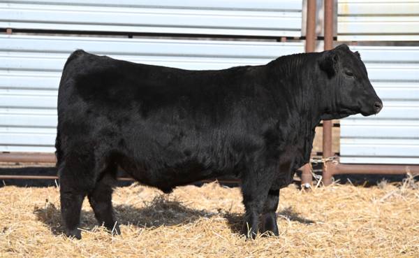 Purebred Black Angus Bulls