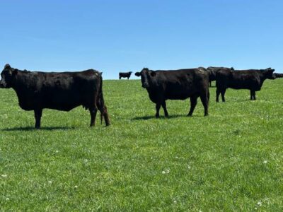 Black Angus Cows - 32 Head