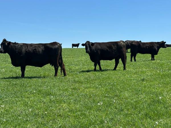 Black Angus Cows - 32 Head