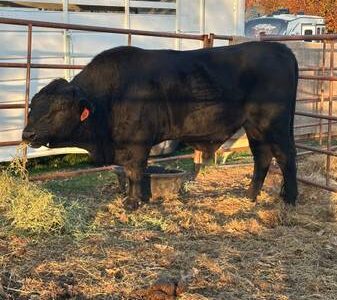 Bulls For Lease