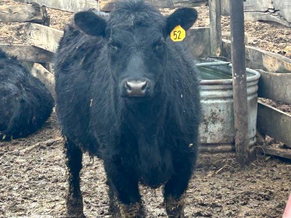 Black Angus Heifers & Steers