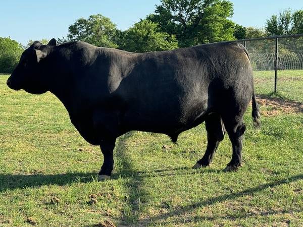 Seedstock Registered Angus Bulls and Cows