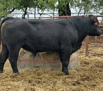 Bulls For Lease