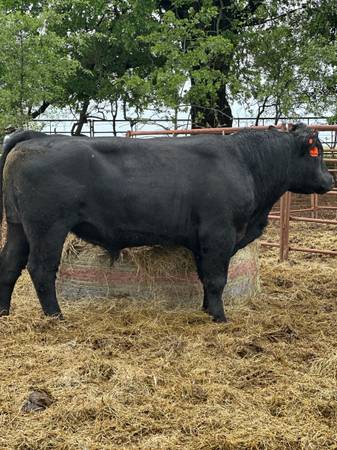 Bulls For Lease