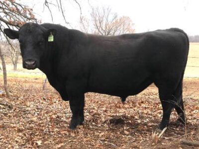 Registered Black Angus Bull For Sale