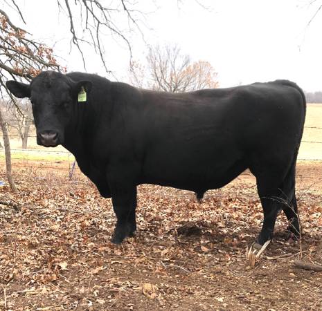 Registered Black Angus Bull For Sale