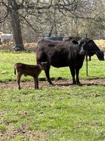 Black Angus Heifer & Calf