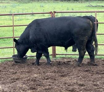Bulls For Lease