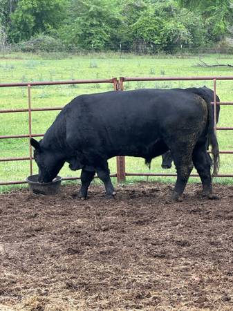 Bulls For Lease