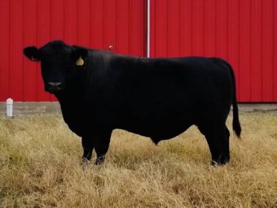 Fullblood Angus Bull