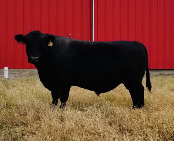 Fullblood Angus Bull