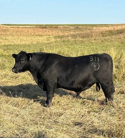 Registered Black Angus Bulls